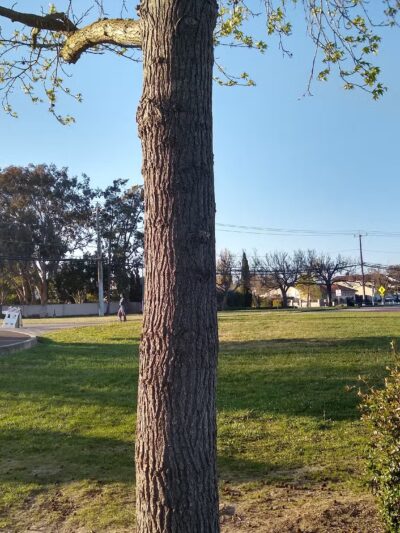 David Jones Park - Fremont, CA