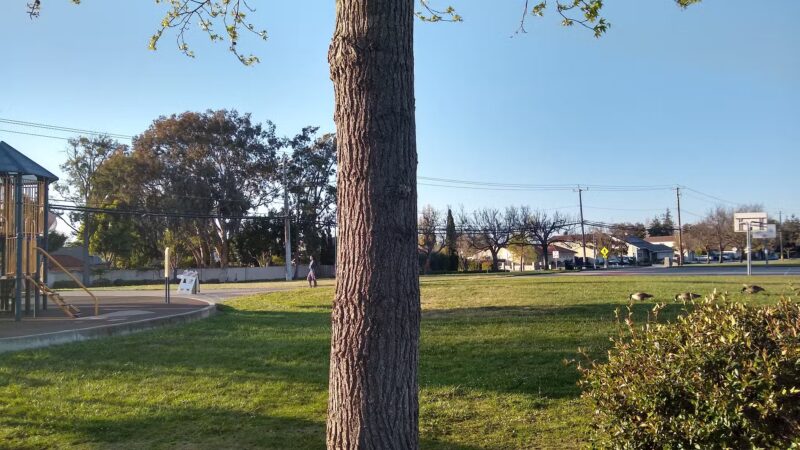 David Jones Park - Fremont, CA