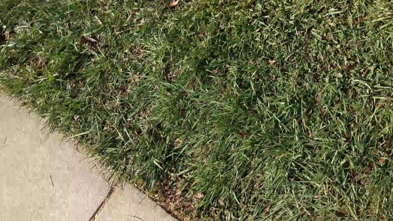 Frank Fisher Park - Fremont, CA