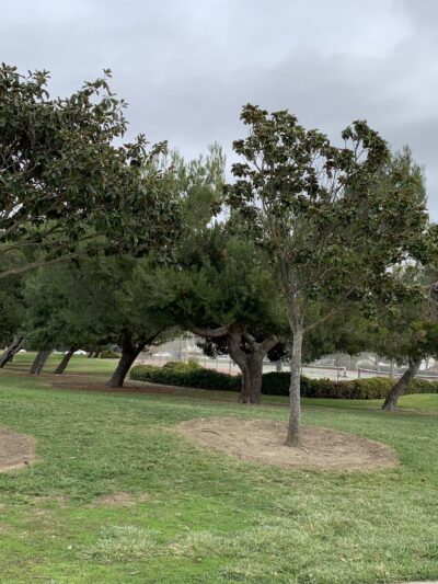 Frank Fisher Park - Fremont, CA