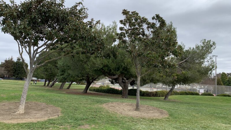 Frank Fisher Park - Fremont, CA
