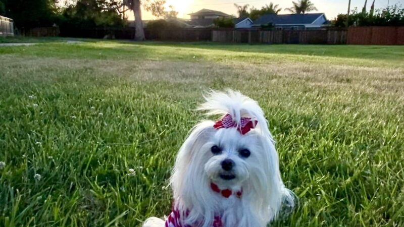 Patterson Park - Fremont, CA