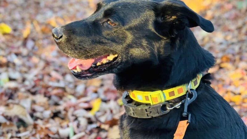 Menifee County Animal Shelter - Frenchburg, KY