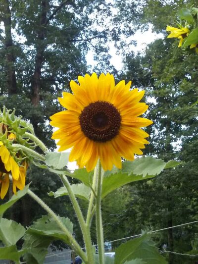 Menifee County Swimming Pool - Frenchburg, KY