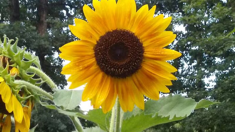 Menifee County Swimming Pool - Frenchburg, KY