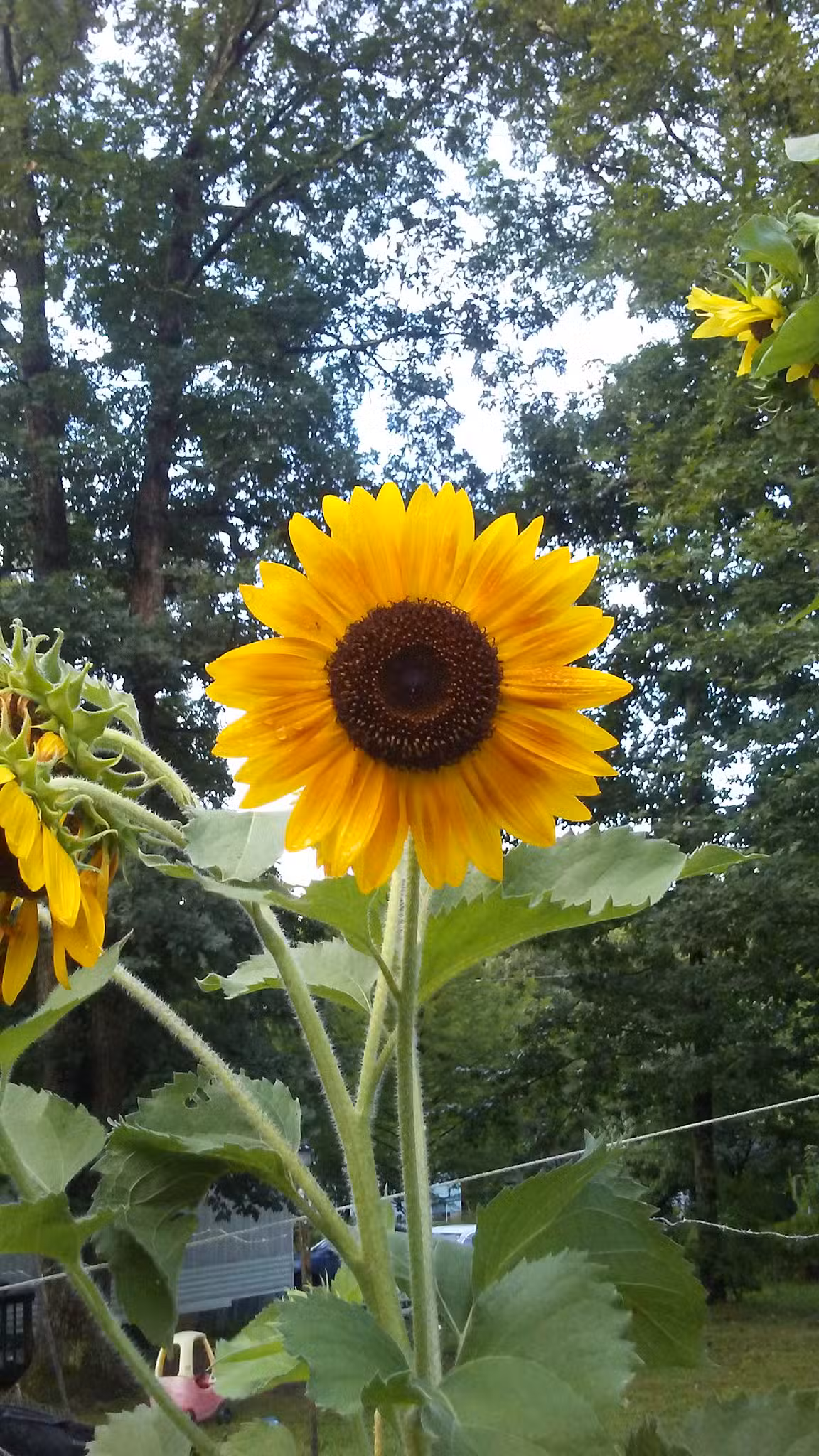 Menifee County Swimming Pool - Frenchburg, KY