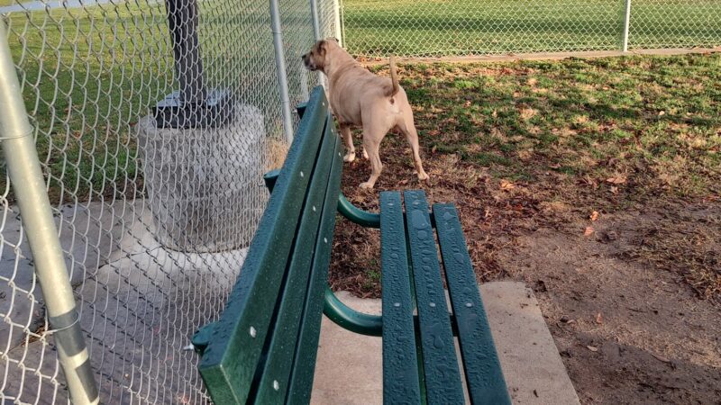Al Radka Dog Park - Fresno, CA