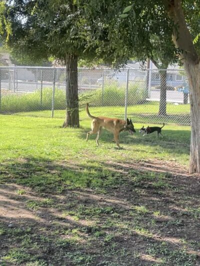 Al Radka Dog Park - Fresno, CA
