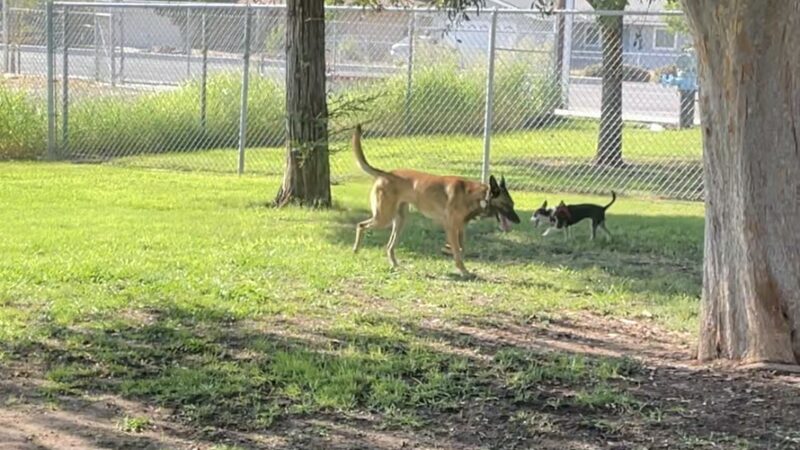 Al Radka Dog Park - Fresno, CA