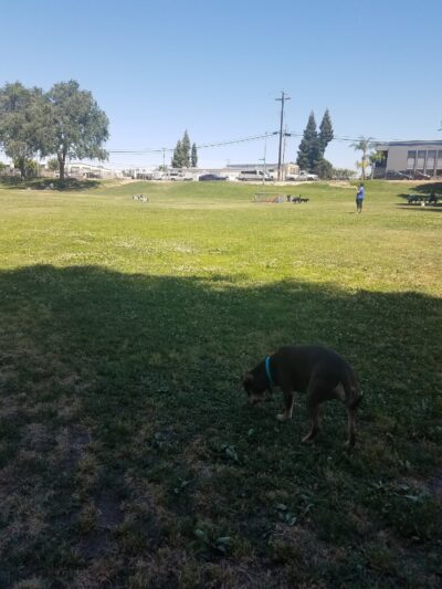 Basin AH1 Dog Park - Fresno, CA