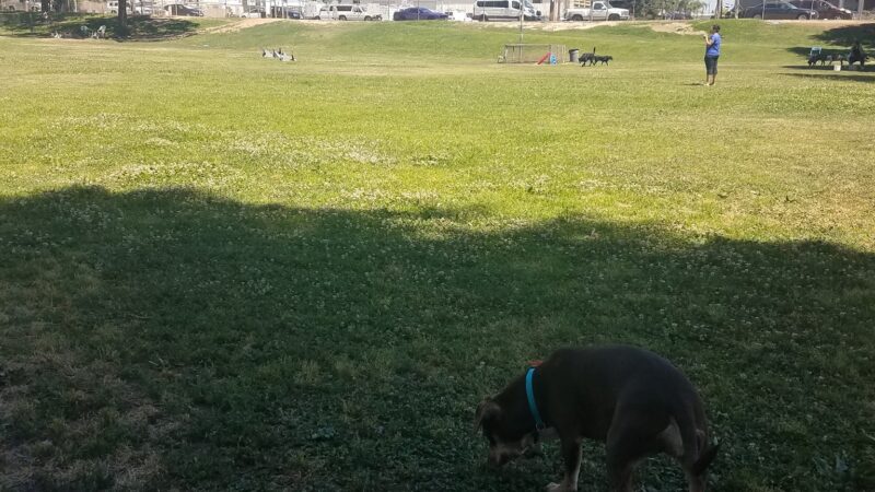 Basin AH1 Dog Park - Fresno, CA