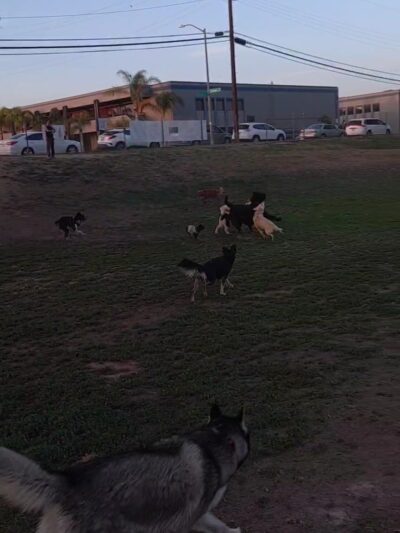 Basin AH1 Dog Park - Fresno, CA