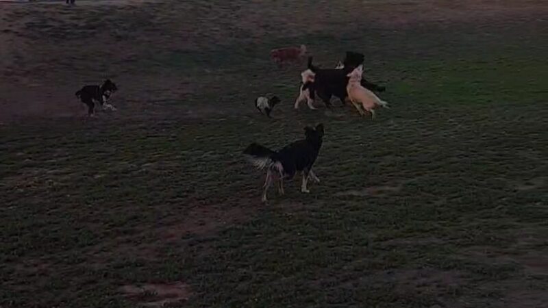 Basin AH1 Dog Park - Fresno, CA