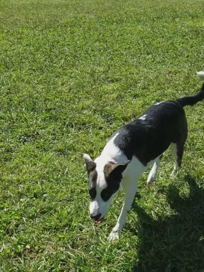 Basin AH1 Dog Park - Fresno, CA