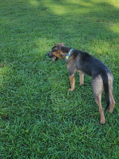 Basin AH1 Dog Park - Fresno, CA