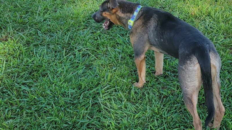 Basin AH1 Dog Park - Fresno, CA