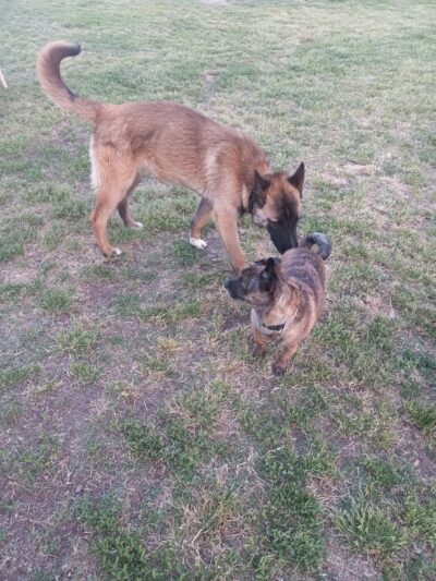 Basin AH1 Dog Park - Fresno, CA