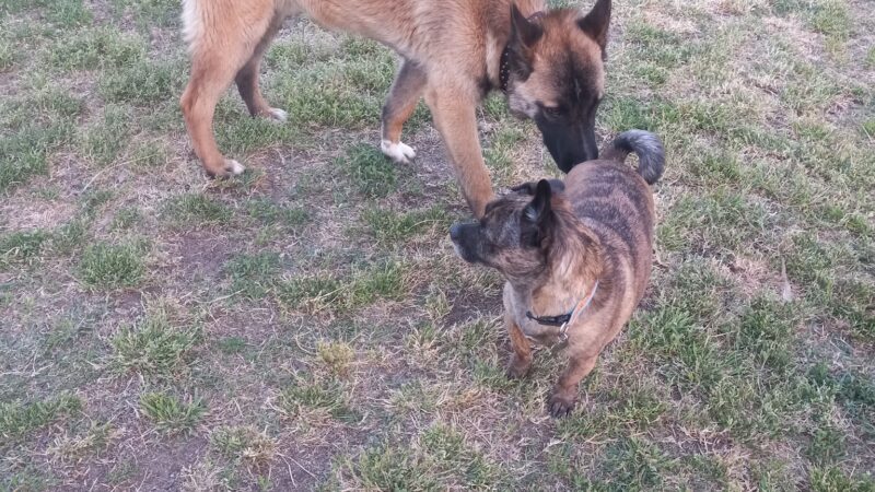 Basin AH1 Dog Park - Fresno, CA
