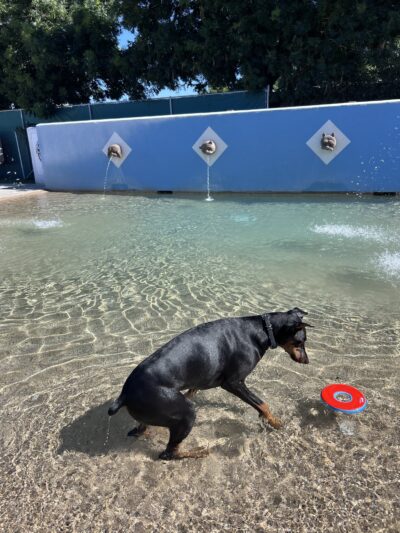 Dr. James W. Thornton Dog Park - Fresno, CA