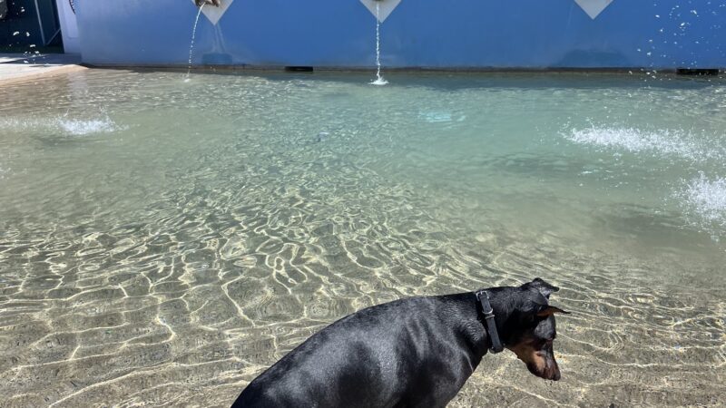 Dr. James W. Thornton Dog Park - Fresno, CA