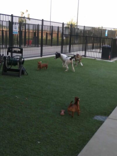 Dr. James W. Thornton Dog Park - Fresno, CA