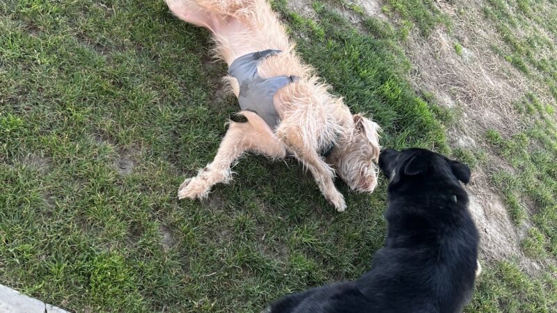 Dr. James W. Thornton Dog Park - Fresno, CA