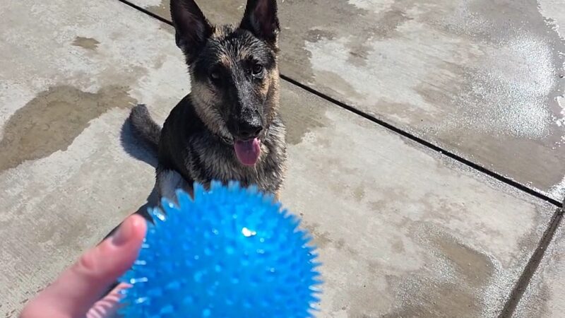 Dr. James W. Thornton Dog Park - Fresno, CA