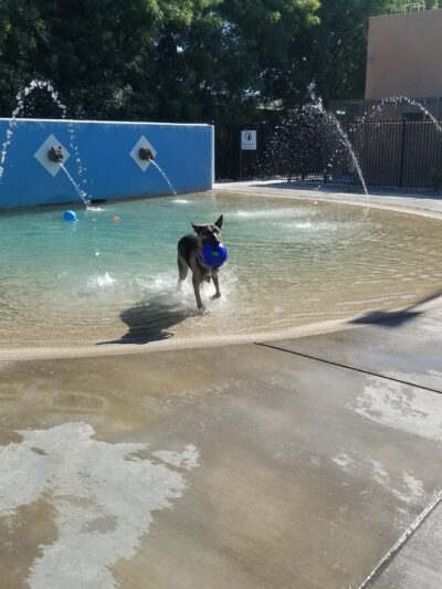 Dr. James W. Thornton Dog Park - Fresno, CA