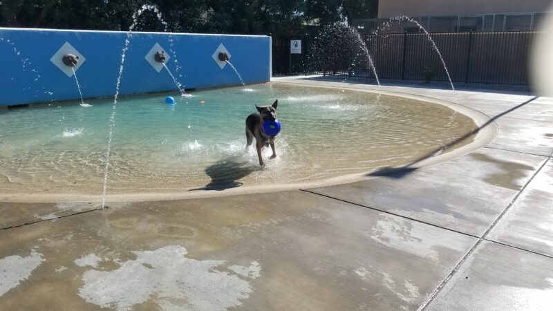 Dr. James W. Thornton Dog Park - Fresno, CA