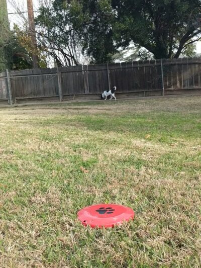 First & Bullard (O) Dog Park - Fresno, CA