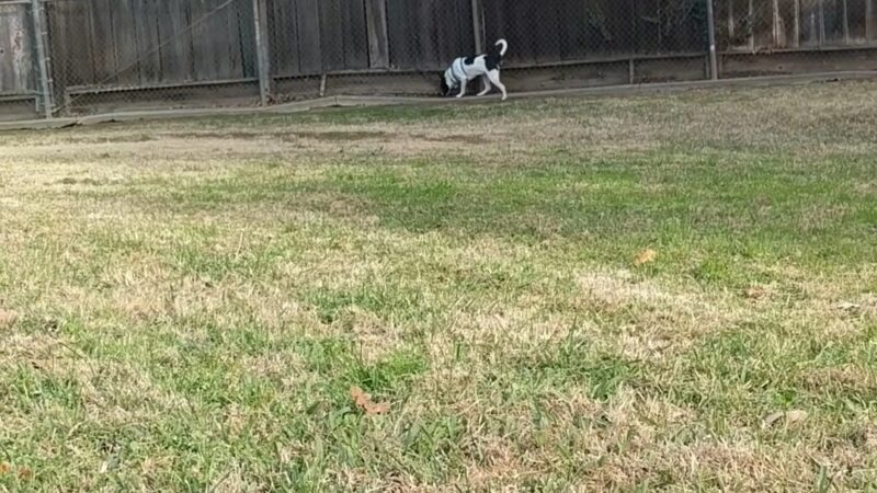 First & Bullard (O) Dog Park - Fresno, CA