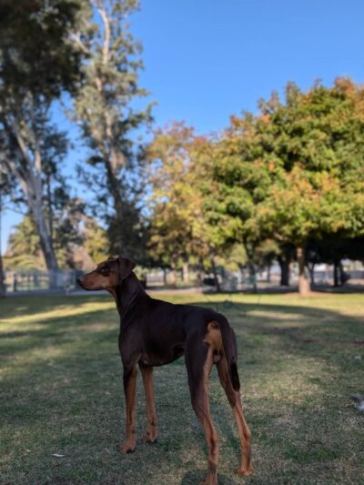 Roeding Dog Park - Fresno, CA