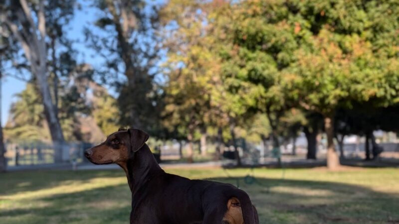 Roeding Dog Park - Fresno, CA