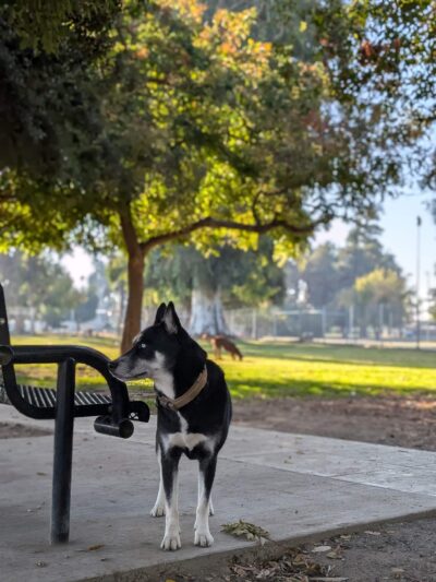 Roeding Dog Park - Fresno, CA