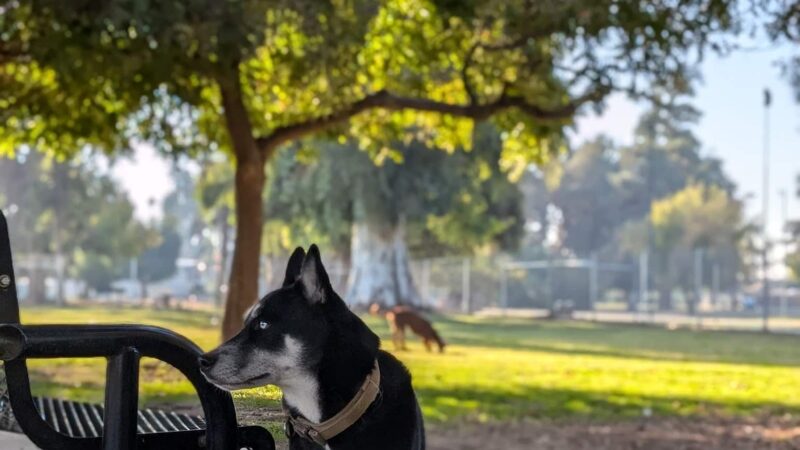 Roeding Dog Park - Fresno, CA