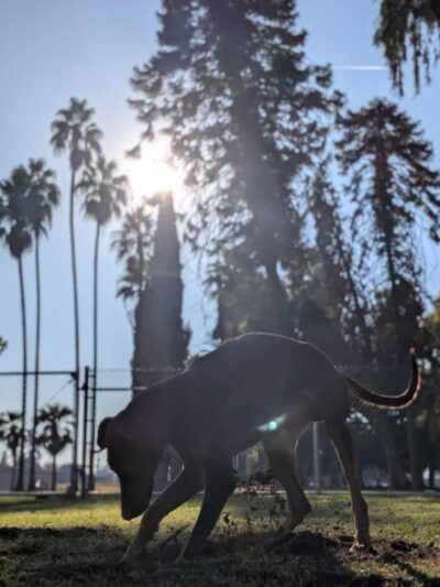 Roeding Dog Park - Fresno, CA