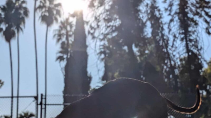 Roeding Dog Park - Fresno, CA
