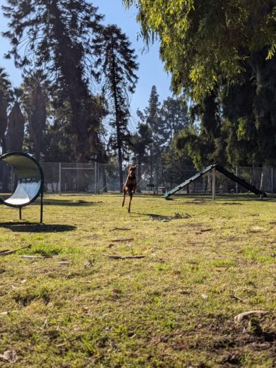 Roeding Dog Park - Fresno, CA