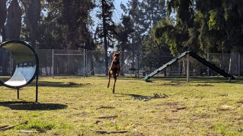 Roeding Dog Park - Fresno, CA