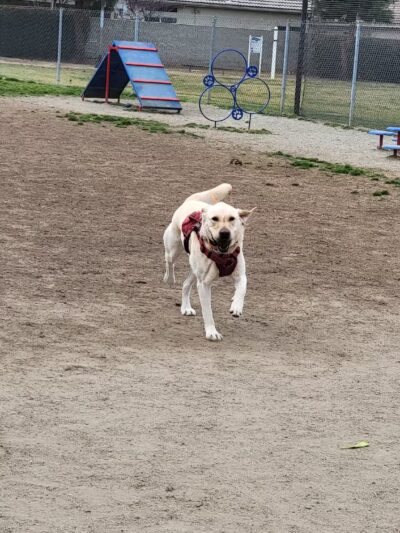 Todd Beamer Dog Park - Fresno, CA