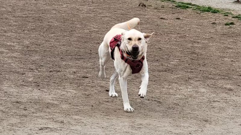 Todd Beamer Dog Park - Fresno, CA