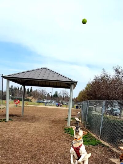 Todd Beamer Dog Park - Fresno, CA