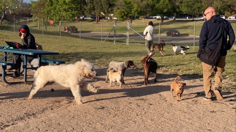 Woodward Dog Park - Fresno, CA