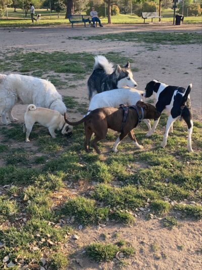 Woodward Dog Park - Fresno, CA