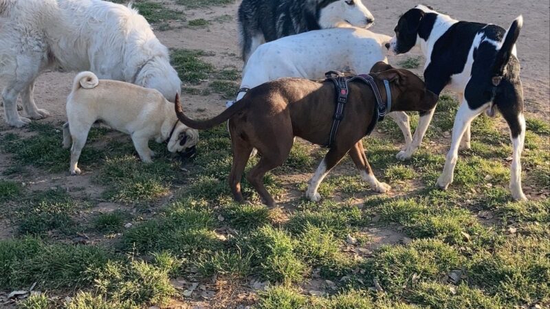 Woodward Dog Park - Fresno, CA