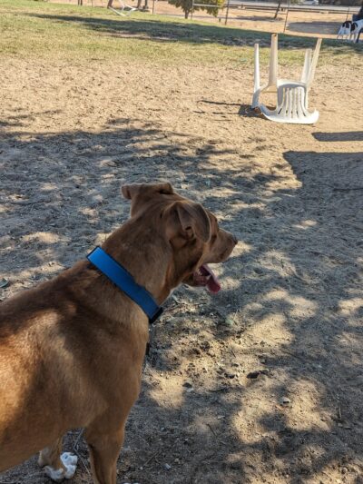 Woodward Dog Park - Fresno, CA