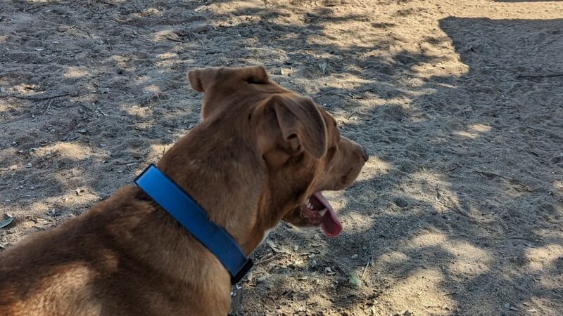 Woodward Dog Park - Fresno, CA