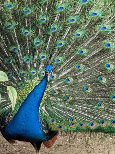 Woodward Park - Fresno, CA