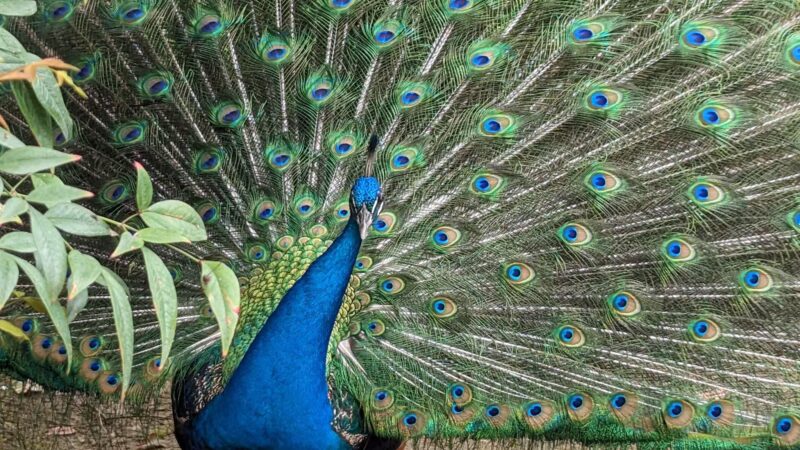 Woodward Park - Fresno, CA