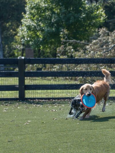Friendsville Animal Center - Friendsville, TN